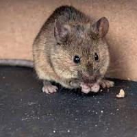 Exit Mice Control Melbourne image 1